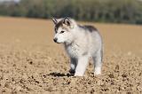 ALASKAN MALAMUTE 185